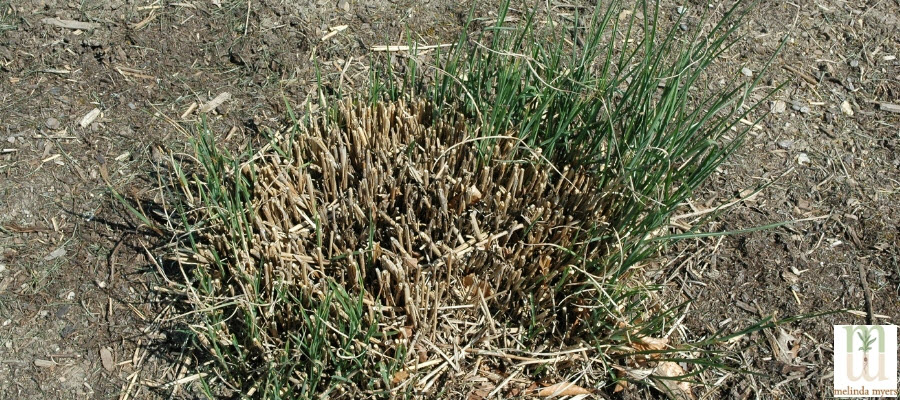 Miscanthus sinensis graziella