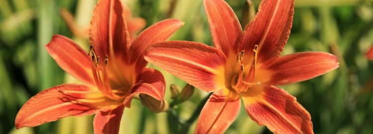 Pink Roses DAYLILIES