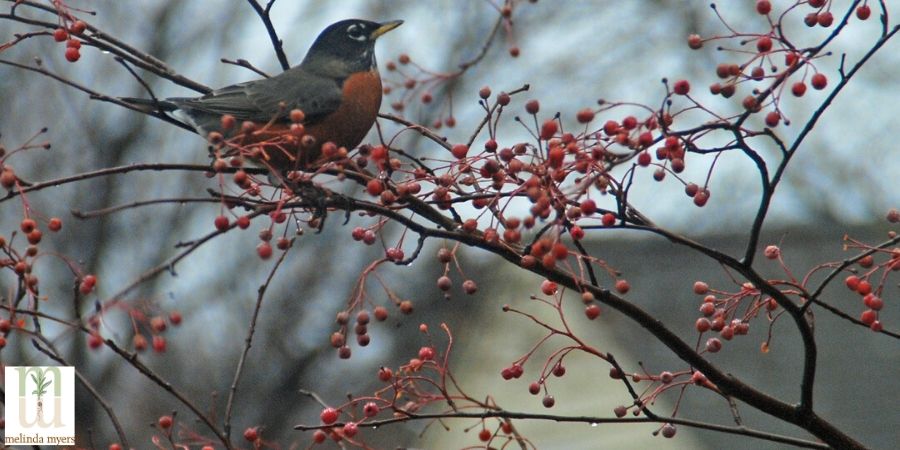 Robins are groundfeeders for food