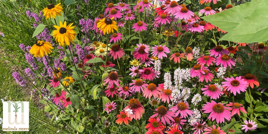 rain garden