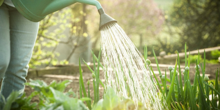 Watering the Garden