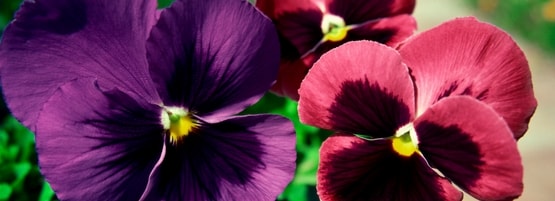 pansy flowers