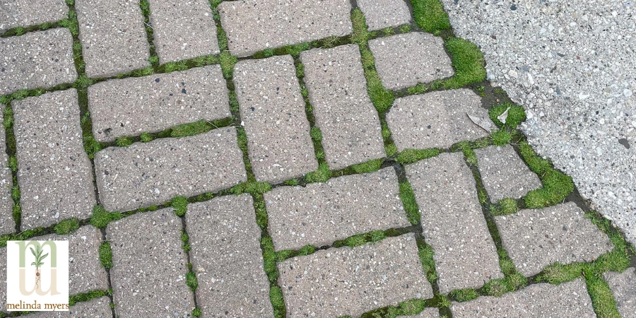 moss between pavers