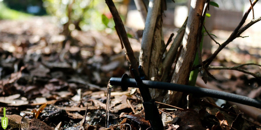 Drip Irrigation for a shrub in the landscape