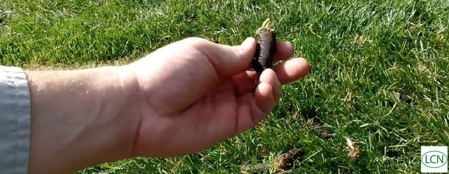 Hand holding a plug after aerating the lawn