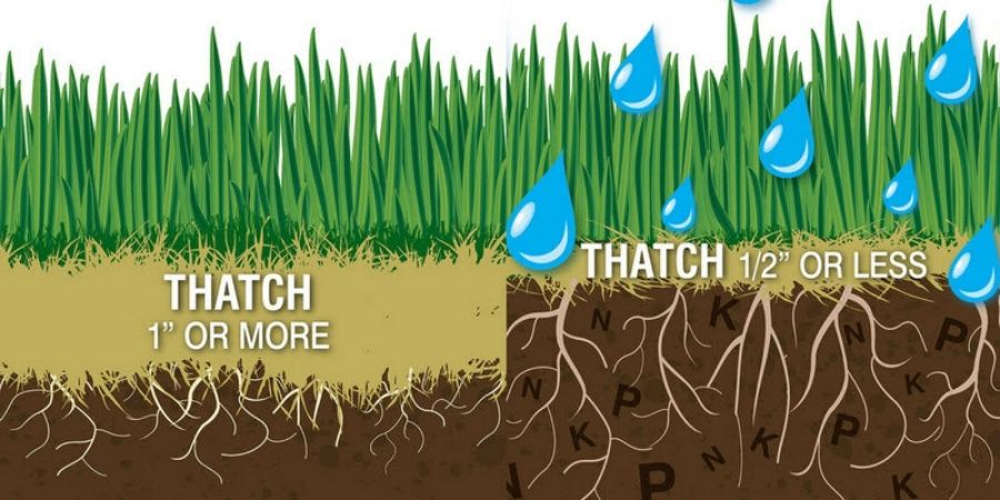 graphic of what thatch in grass is.jpg