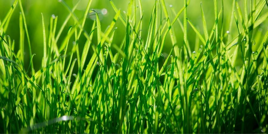 Green Grass Lawn 