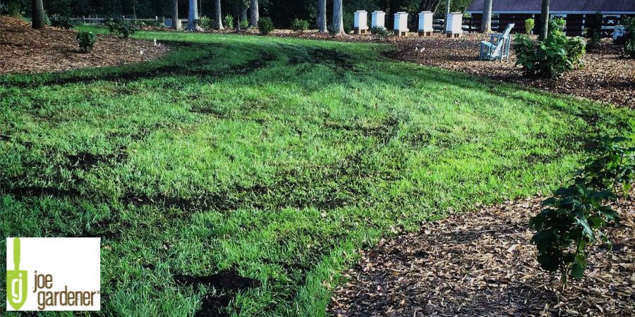 compost topdressed in green lawn