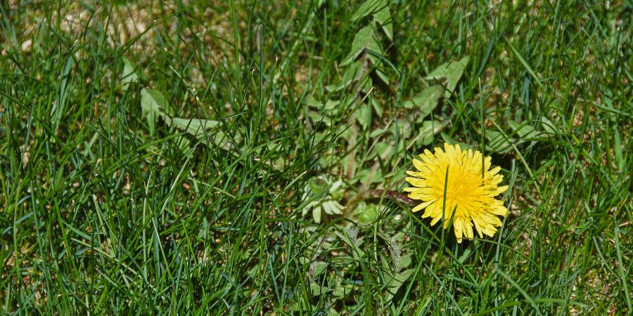 dandelion weed in lawn