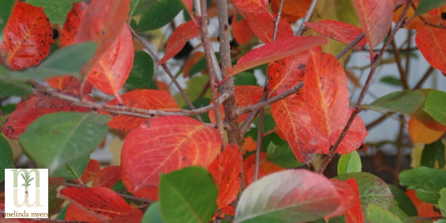 Chokeberry