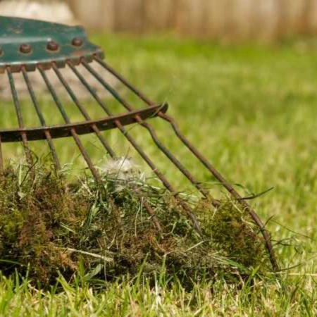 rake in spring lawn
