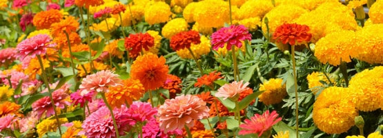 Flowers555x201-min.jpg