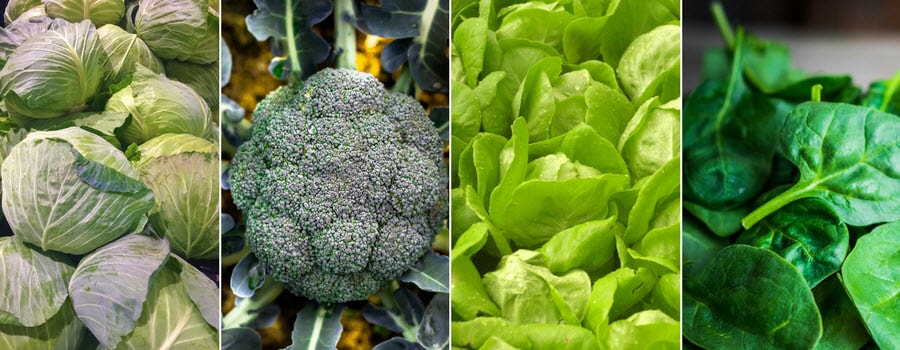 broccoli, cabbage, lettuce, spinach