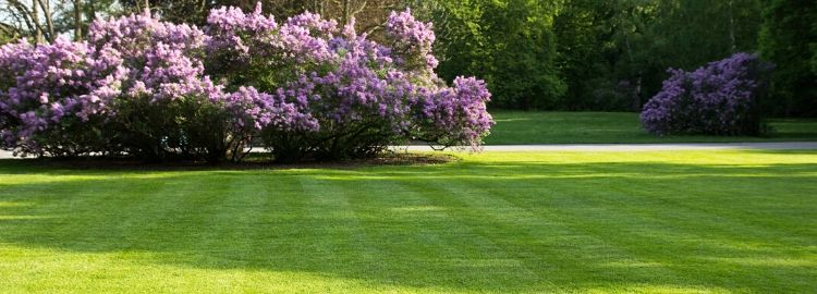 spring green lawn and lilacs