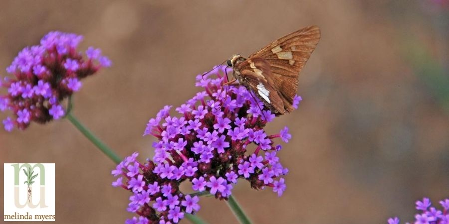 Skipper on Verbena