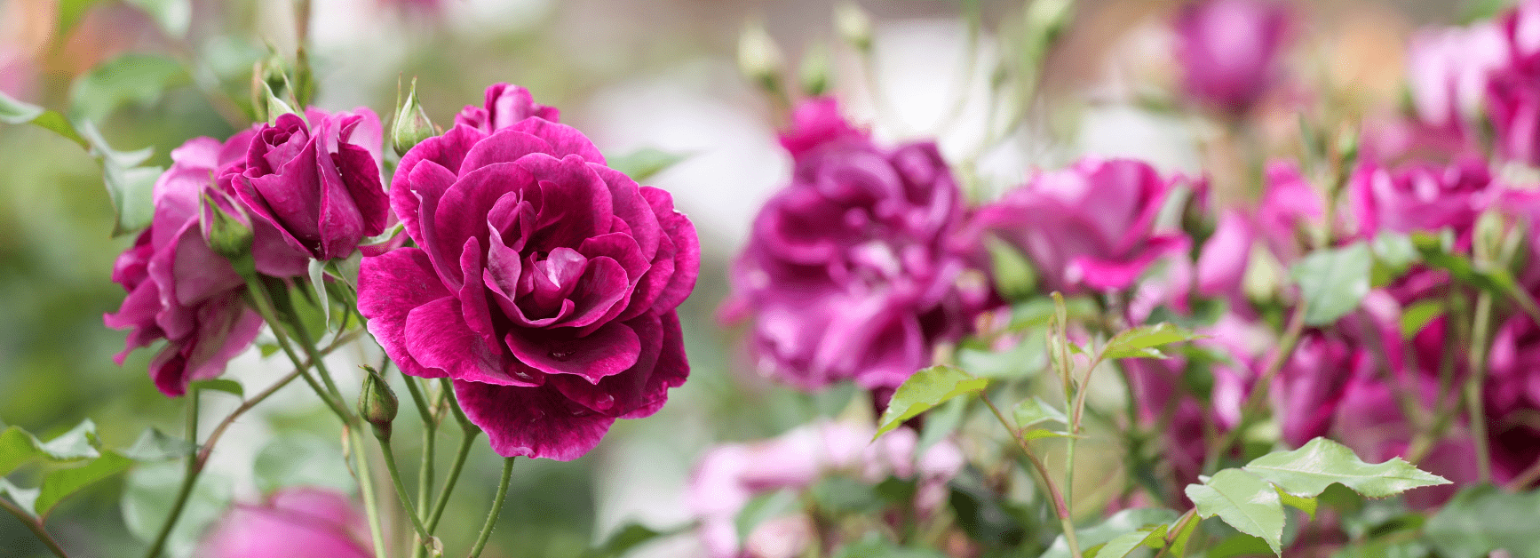 555x201_Roses-min.png