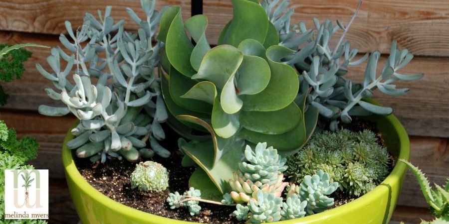 mixed succulents in a pot indoors