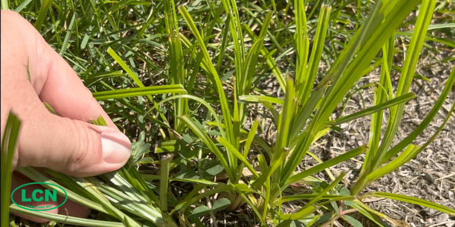 hand grabbing nutsedge