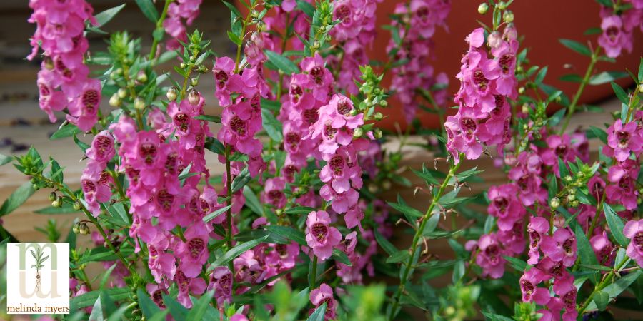 Angelonia flowers