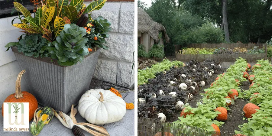 fall container and pumpkins in hosta
