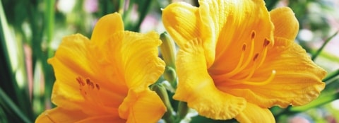 Yellow daylilies Bright yellow daylilies in the sunlight.