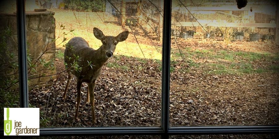 deer in landscape