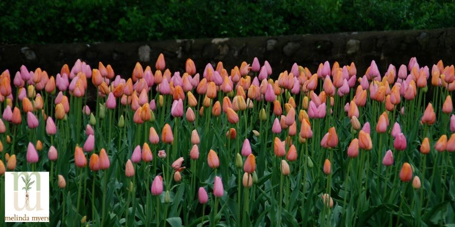 tulips in garden