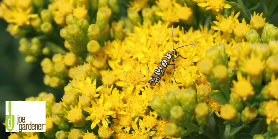 golden rod pollinator native plant