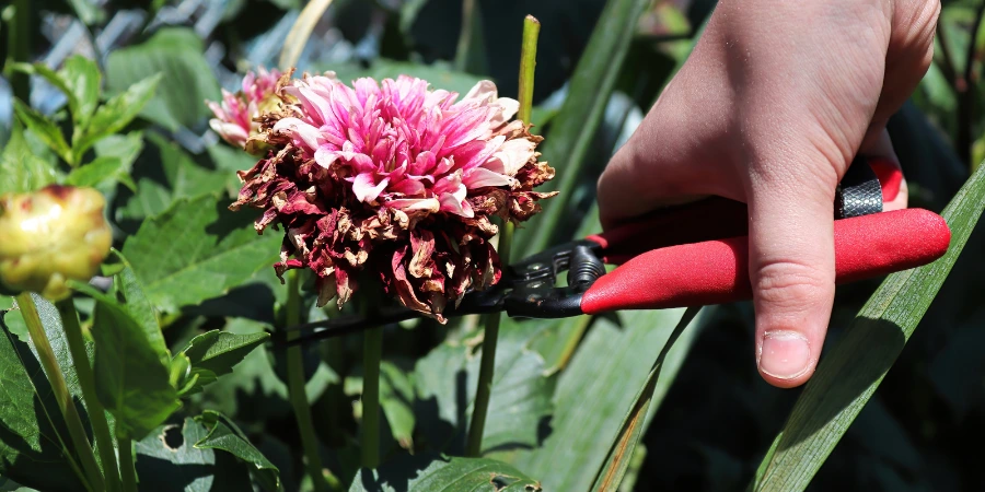 deadhead flower 