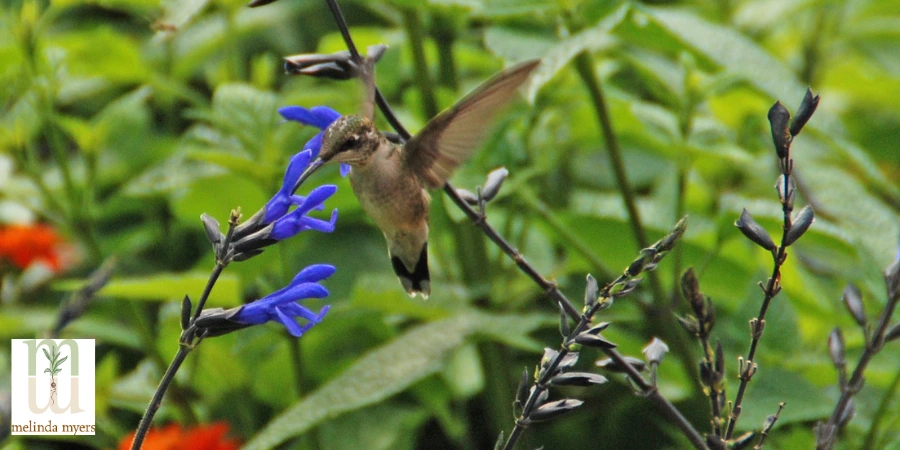 MM pollinator hummingbird 900x450.webp