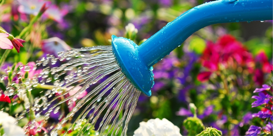 Blue watering can watering flower and landscape garden