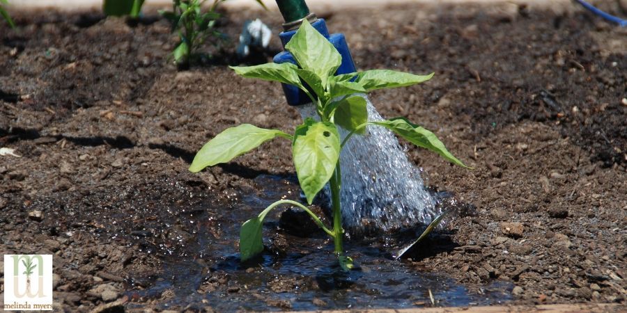 Don't water you in ground plants daily Melinda Myers