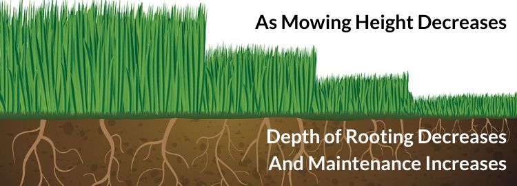 mowing height graphic