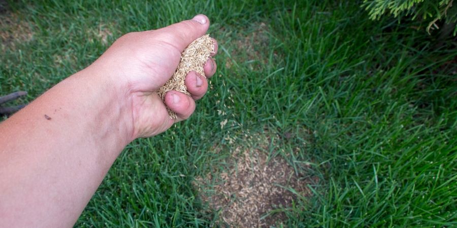 hand sprinkling grass seed in lawn