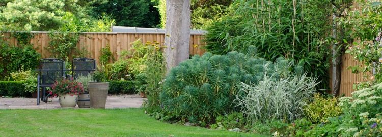 shrubs and trees around a house