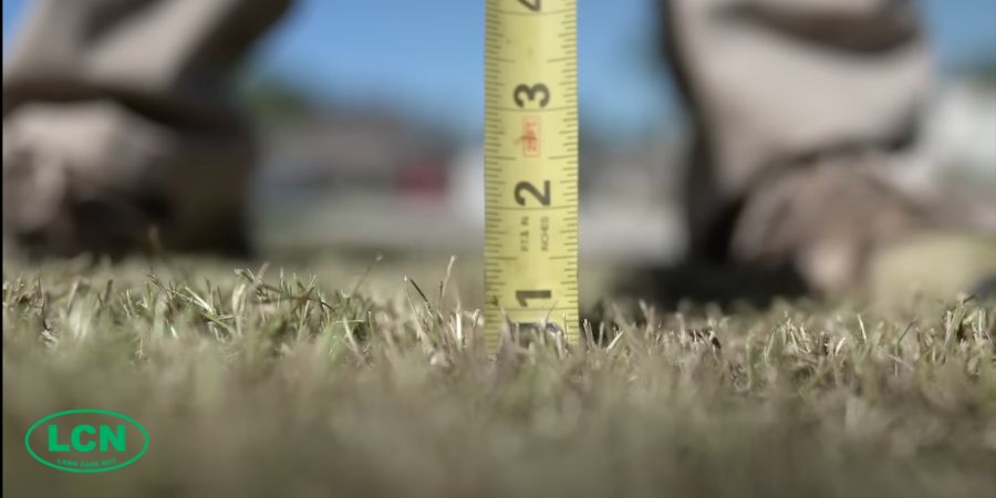 ruler measuring grass