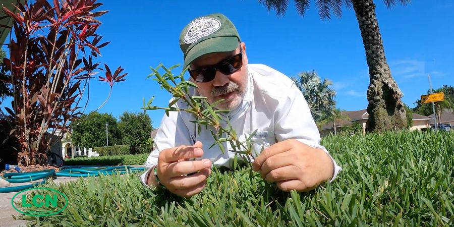 allyn hane and st Augustine grass