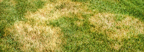 Lawn Disease Identification Chart