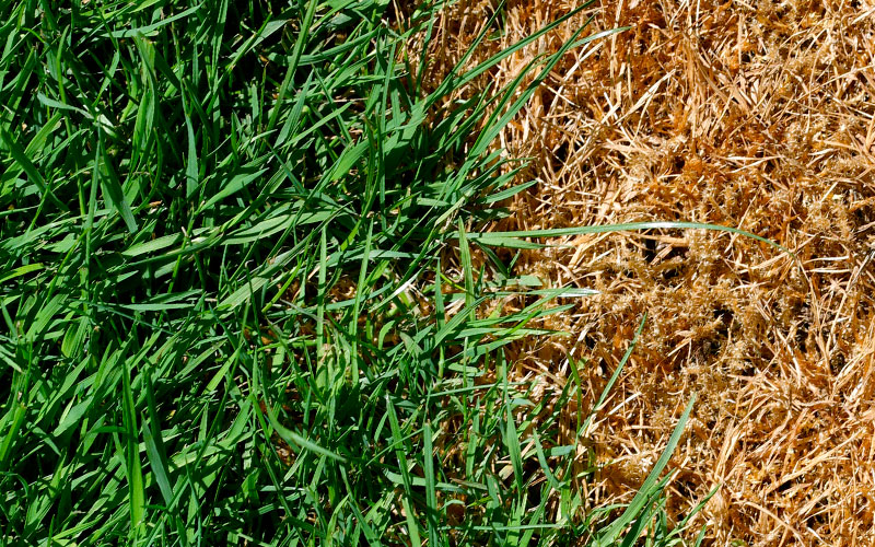 brown and green improving turf