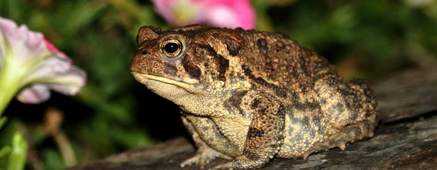 Toad in the Flower Garden