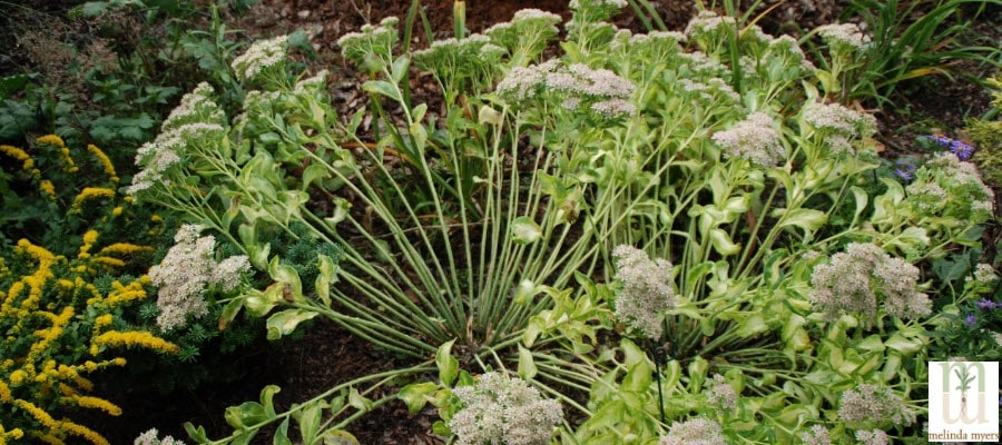 Sedum with an open center