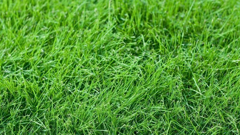 Fescue grass