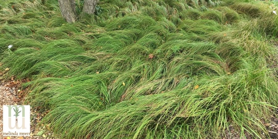 Sedges - Carex-pensylvanica