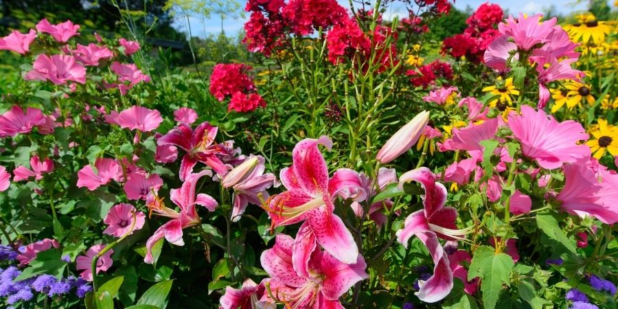 bright perennial garden flowers