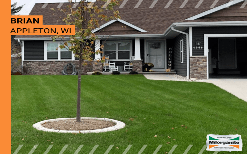 Side-by-side fertilizer comparision Healthy green lawn in Virginia that is fertilized with Milorganite.