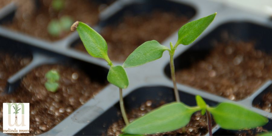 green seedlings growing indoors