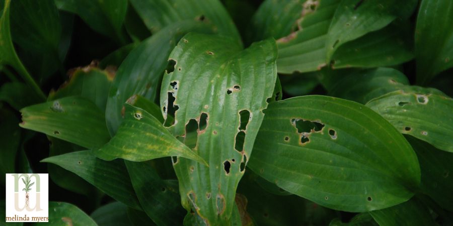 holes in hosta