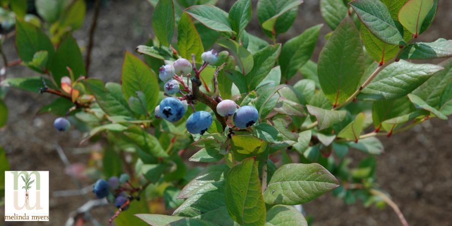 blueberry bush