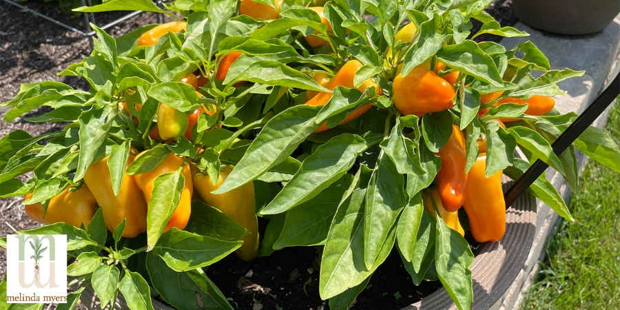 peppers