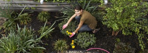 Woman working in garden A woman working in her flower garden.
